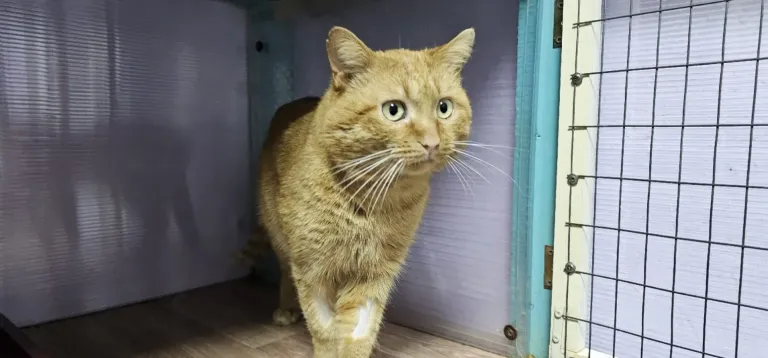 Костромской приют ищет хозяев для кота Чиваса с ВИК