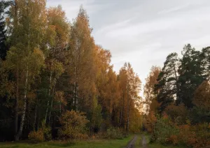 Обломки беспилотника нашли у деревни Зайцево под Костромой